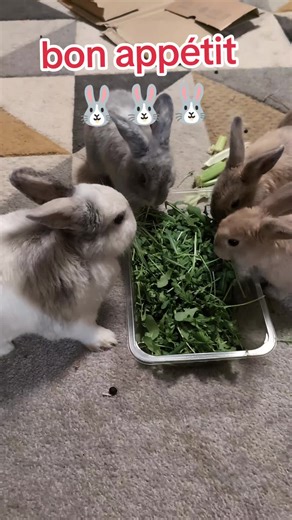 bon appétit #fyp #bunny #lapin #rabbitsoftiktok #pets