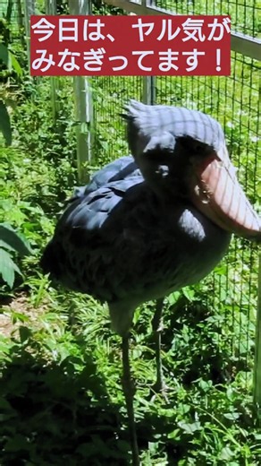 動かない鳥、ハシビロコウが、やる気の第一歩を踏み出します。