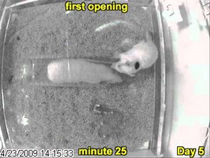 Empathy and Pro-Social Behavior in Rats (s2)