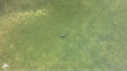 #DYK that #dolphins  typically turn a fish  head first so they can swallow it whole? Sometimes, if a fish is big, dolphins will break it up into bite-sized bits by rubbing the fish on the seafloor. Um. Yum? In this video, you can see the dolphin manipulating the fish until it swallows it head first! | Sarasota Dolphin Research Program | Facebook