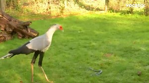 1.1M views · 6K reactions | The secretary bird kicks faster than the...
