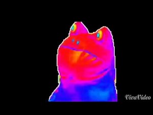 Bruh Frog 5 minutes!!!