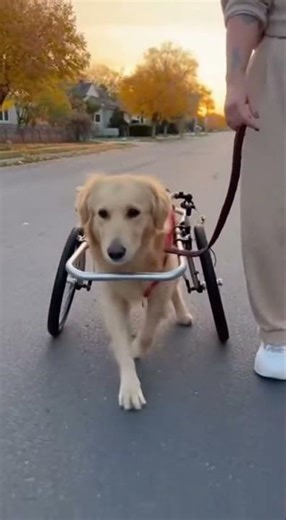 Disabled Dog Walking with His Owner 🐶💔 A Touching Moment of Strength