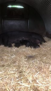50 reactions | Hello little piggies! The Large Black Pig is a native British breed linked with Devon, Cornwall and Essex. They are the only British breed that is entirely black. The Large Black nearly became extinct in the 1960’s and still remains one of the rarest breeds of pig. | Easton Farm Park | Facebook