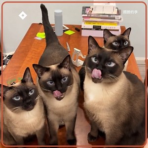 life with 6 Siamese cats is full of surprises. | 9GAG