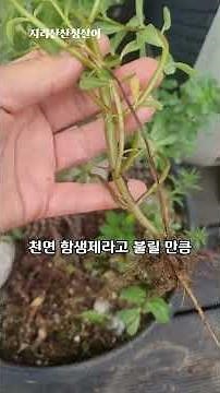 흔해서 몰라봤던 보약 풀! 오메가3 폭탄 '쇠비름' 효능과 안전하게 먹는 법! (장명채)​ #지리산 #산청살이 #힐링영상 #귀촌생활 #귀농귀촌 #건강정보 #시골일상