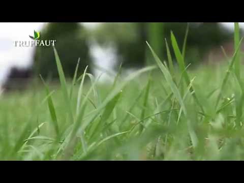 Comment semer du gazon : toutes les étapes pour semer du gazon au jardin - Truffaut