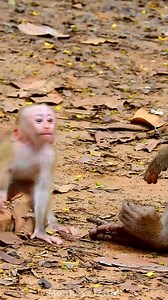 That very adorable baby monkey so funny | Monkeys Daily
