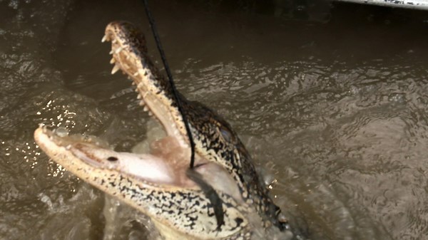 Swamp People Season 12 Episode 16 Bayou Blowout