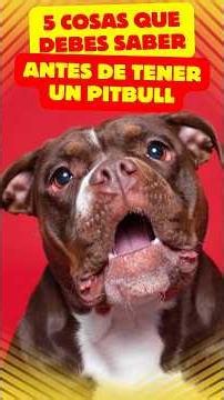 🐾 5 things you should know before getting a Pitbull /mascoteandove
