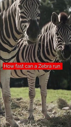 zebras vs horses in a race who wins (How fast can a Zebra run )#zebras #zebravideo #wildlife