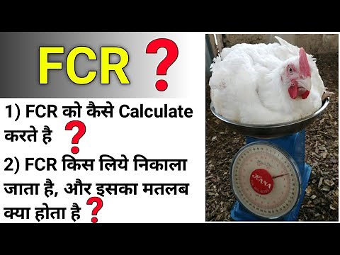 FCR in poultry, FCR calculation, how to calculate fcr in poultry farm, broiler fcr, FCR , FFG |