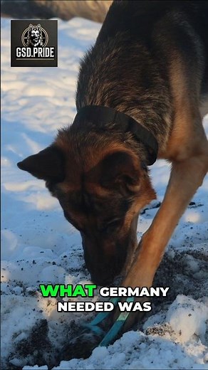 German Shepherd Origin: The Dog That Changed Everything#GermanShepherd #DogHistory #WorkingDogs
