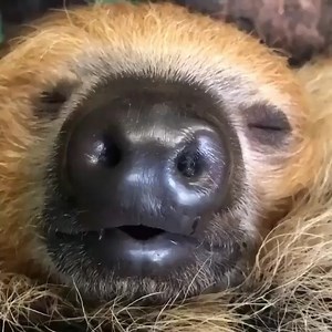 20 reactions | Are you ready for your closeup Mr. Sloth? | Everyday Life | Facebook