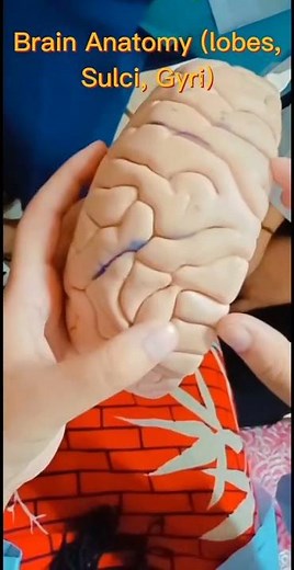 Brain Anatomy (lobes, Sulci, Gyri)