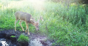 Patterning Whitetails | Understanding Mature Bucks