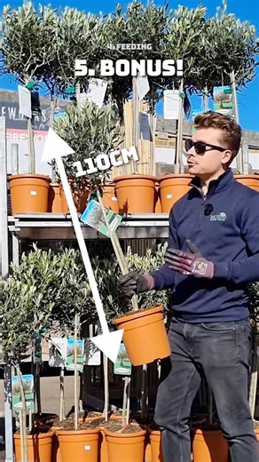 How to grow olive trees in the uk?👀 #olivetree #ihavethisthingwithplants