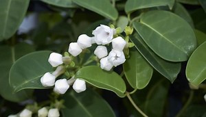 Getting Stephanotis To Flower: Follow These 8 Guidelines