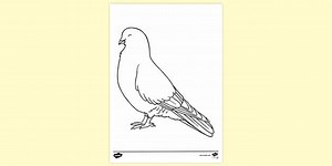 White Pigeon Colouring Sheet