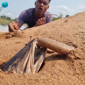 30K views · 198 reactions | Amazing techniques big stuck stingray fish catching video river side dry place underground #fish #video part 2 | Fisherman Animal Lover-Original | Facebook