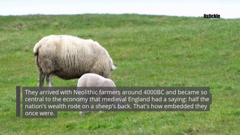 Britain's sheep are disappearing—here's what we stand to lose
