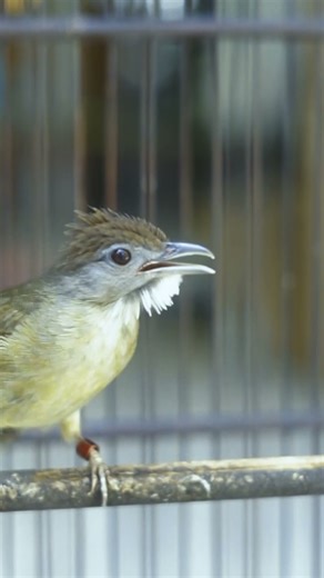 Listening to the Wild: Pure Whistles of a Tropical Bird