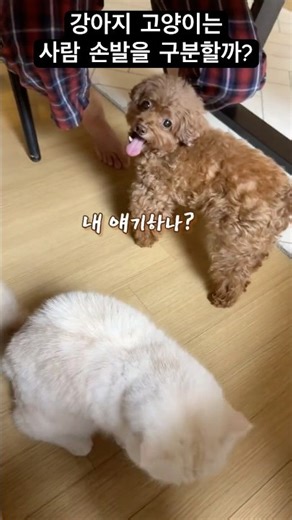 Can dogs and cats tell the difference between human hands and feet?