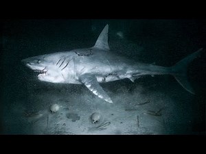 Surviving 13,000ft Deep at the Bottom of the Ocean... And I'm Not Alone
