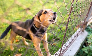 My Dog Barks At People Constantly! How Do I Get Him to Stop?