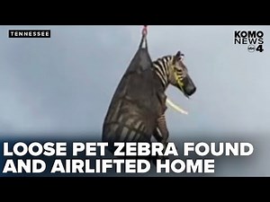 Zebra that eluded searchers for days captured and airlifted in Tennessee