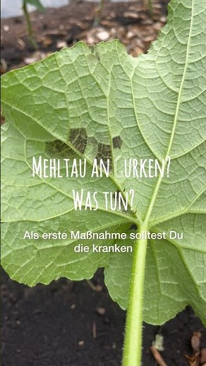 Mehltau an Gurken? Was tun?