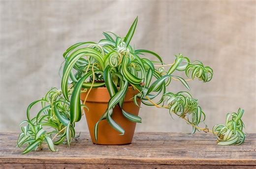 How to Propagate Spider Plants to Increase Your Collection