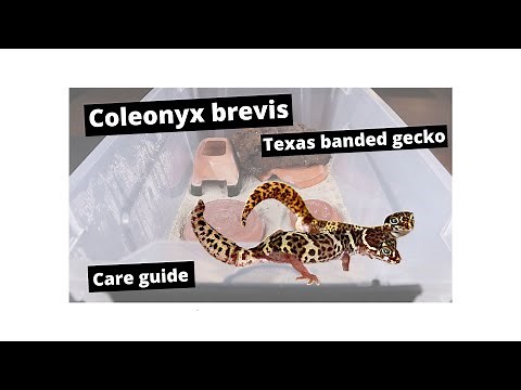 Coleonyx brevis The Texas Banded Gecko Care Guide