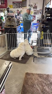 New peanut!!! Oh Augie & Gigi… | Augie Doggy’s Place