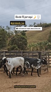 Girolando lua. Genética de excelência. #geneticabovina #VacadaBoa #MelhoramentoGenético #girolandobrasil #fiv | Luiz Fernando Almeida Silva
