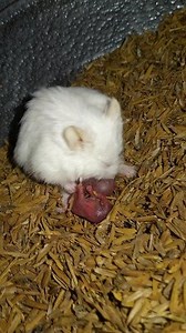 the process of hamster giving birth #ternakhamster #berkahhamster #breedinghamster #hamstergivesbirth | Pakdhe Kaji
