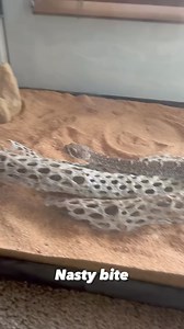 WESTERN DIAMONDBACK DESTROYS LIVE RAT! #snake #diamondback #animal #reptile #wildlife #snaketattoo #lizard #herping #colubrid #ballpythonbreeding #wildlifephotography #pythonregius #pythons #boaconstrictor #ballpythonbreeder #snakelovers #pythonsofinstagram #hognose #love #naturephotography #snakephotography #reptilephotography #petsnake #photography #cobra #snakelove #ballpythonmorph #snek #snakeofinstagram #snakesofinsta #Shorts #virals #best #fyp | Willard DEE