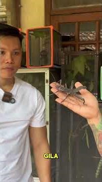 Is this a grasshopper or a scorpion? I've never seen Eurycantha horrida look like this before.