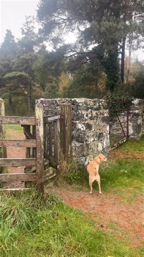 Anglesey! Forests, beaches, rugged coastline, history, mushrooms, ruins, air, dramatic views! Newborough Beach and Lighthouse had it all!!! But mostly you could feel the energy here, ethereal yet palpable. I felt moved, haunted. An 11.5k round trip (mostly because I refuse to pay for parking 😂) but it was worth it to experience the full eclectic range of landscapes! | Cat Lennard