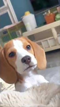 facts about beaglier dog breed #dogbreed #doglove #dogvideos #dogtraining #doglife #dogshorts