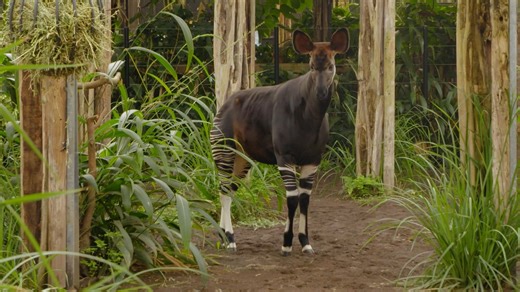 Vandaag staat in het teken van de bedreigde okapi, want het is World Okapi Day. Daarom gingen we langs bij dierverzorger Dirk in het Congobiotoop. Hij vertelt onder andere meer over het Okapi Conservation Project, dat Blijdorp steunt. | Diergaarde Blijdorp / Rotterdam Zoo