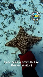 Ever seen a starfish split in 4 instead of 5? #starfish #seastar #sealife #sealovers #underthesea #underwaterworld #divein #hammerhead #beautiful #naturelovers #weirdanimals #wildlife #intothewild #capturethemoment #influencer #instadaily #seafloor #explore #rarefinds #treasurehunting #exploration #adventure | Duran Roberts