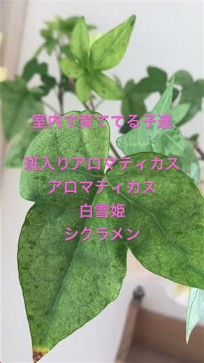 #Variegated aromaticus #Indoor plants #Cyclamen