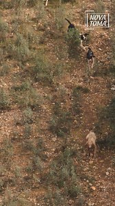 3.8M views · 30K reactions |  Va sin prisa…  Buen trabajo de los perros llevando a los animales al puesto. #cazadores #cacciapassione #wildanimals #huntingvideo #huntingvideos #huntingshots #huntingmoments #lancesdecaza #rececho #recechos #nature #naturelovers #naturelife #naturaleza #conservacion #conservaciónanimal #ciervos #ciervo #deerhunting #deers #deerseason | Nova Toma | Facebook