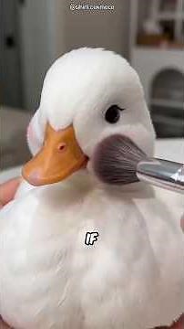 Things You Never Knew About Call Duck #animals #facts #wildlife
