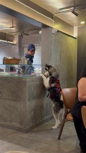 Husky Stands on Hind Legs For Cafe Treat