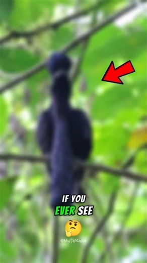 The Bird With an Umbrella on Its Head 😳