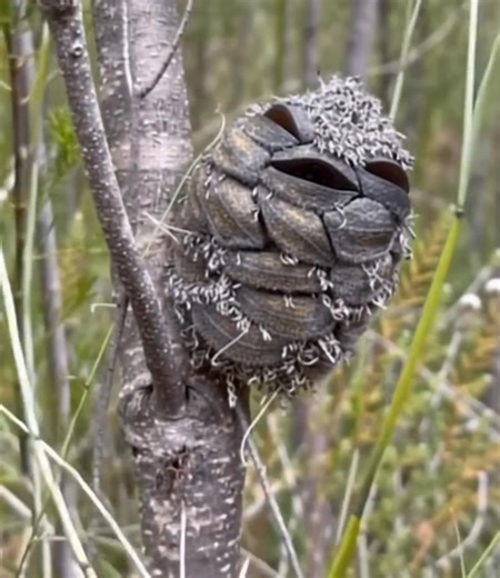 Woman spots what she thinks is a Happy Bird while alone in the woods. Then suddenly realizes her mistake 😮 See more below 👇 | Thinking Art