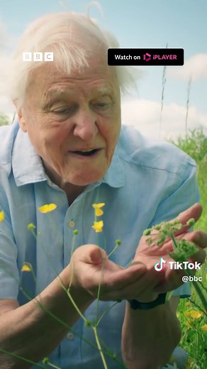 David Attenborough's Wild London: Harvest Mouse Adventures