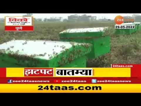 Honey Bee Preservation In Society | आता छोट्या सोसायट्यांमध्ये करता येणार मधुमाशी पालन | Zee24Taas